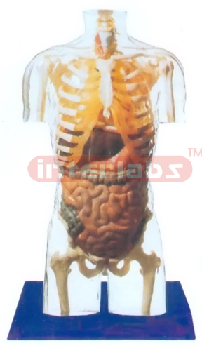 NATURAL TRANSPARENT TORSO MODEL WITH ORGANS & SKELETON WITHOUT HEAD